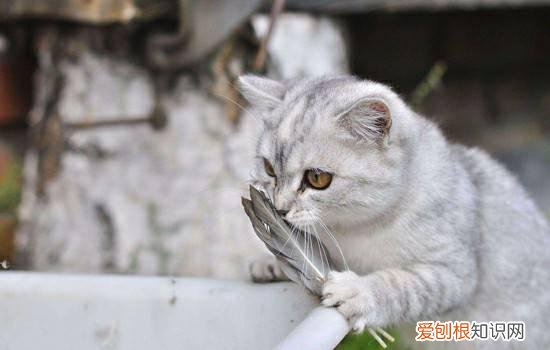 家里猫有跳蚤怎么办,家里猫有跳蚤怎么处理,家里猫有跳蚤怎么处理好