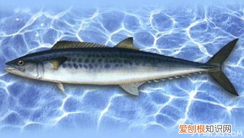 鲐鱼和鲅鱼的区别 鲐鱼有毒吗