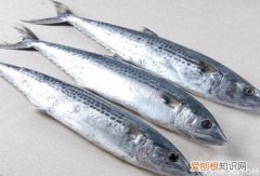鲐鱼和鲅鱼的区别 鲐鱼有毒吗