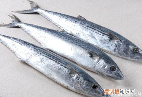 鲐鱼和鲅鱼的区别 鲐鱼有毒吗