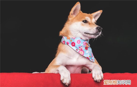 捷克狼犬怎么看品相好坏 捷克狼犬怎么看品相