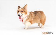 卡南犬多少钱 卡南犬的优缺点