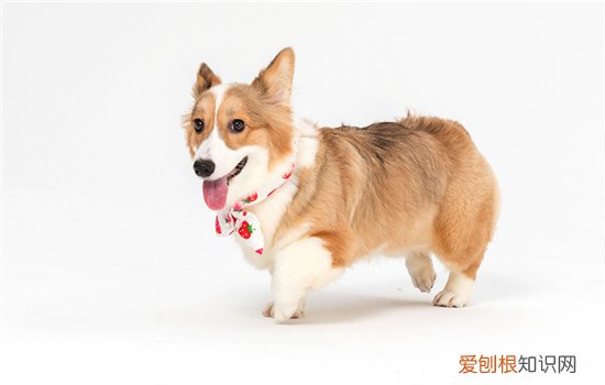 卡南犬多少钱 卡南犬的优缺点