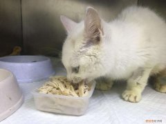 小奶猫可以吃鸡胸肉吗 猫可以吃鸡胸肉吗