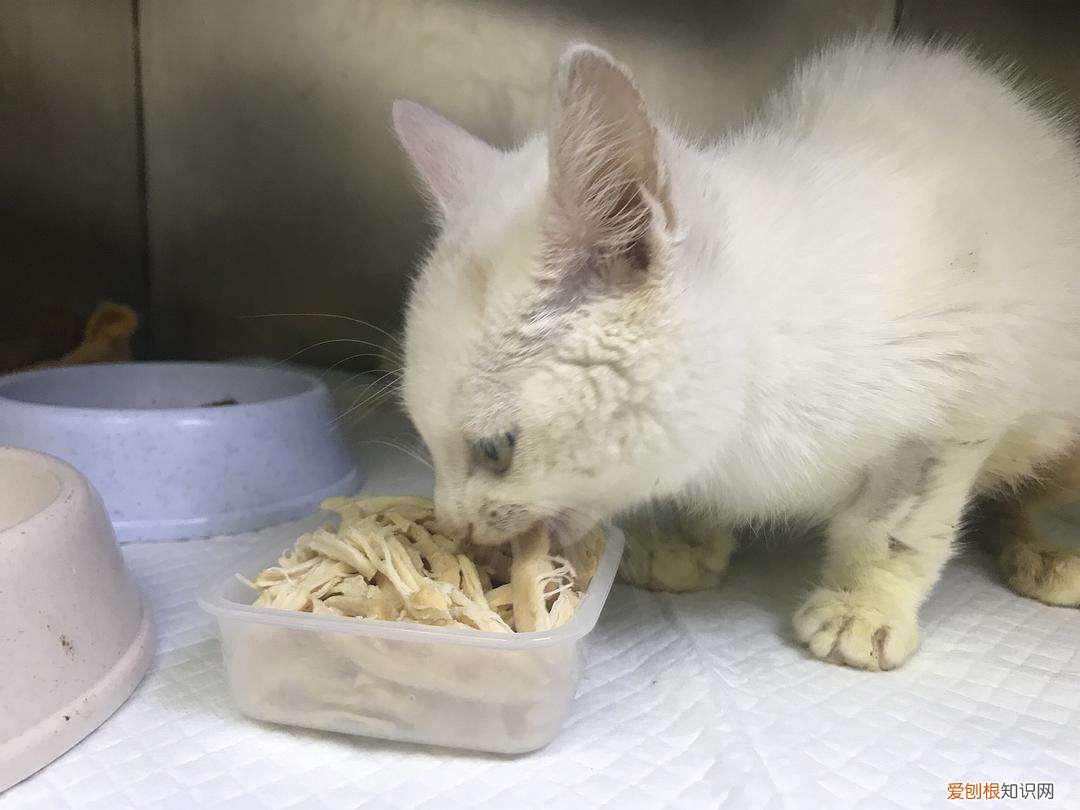 小奶猫可以吃鸡胸肉吗 猫可以吃鸡胸肉吗