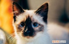 猫 怎么洗澡 猫怎么洗澡,猫要怎么洗澡好,猫要怎么洗澡合适