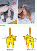 猫咪怎样区分公母 猫咪怎么区分公母