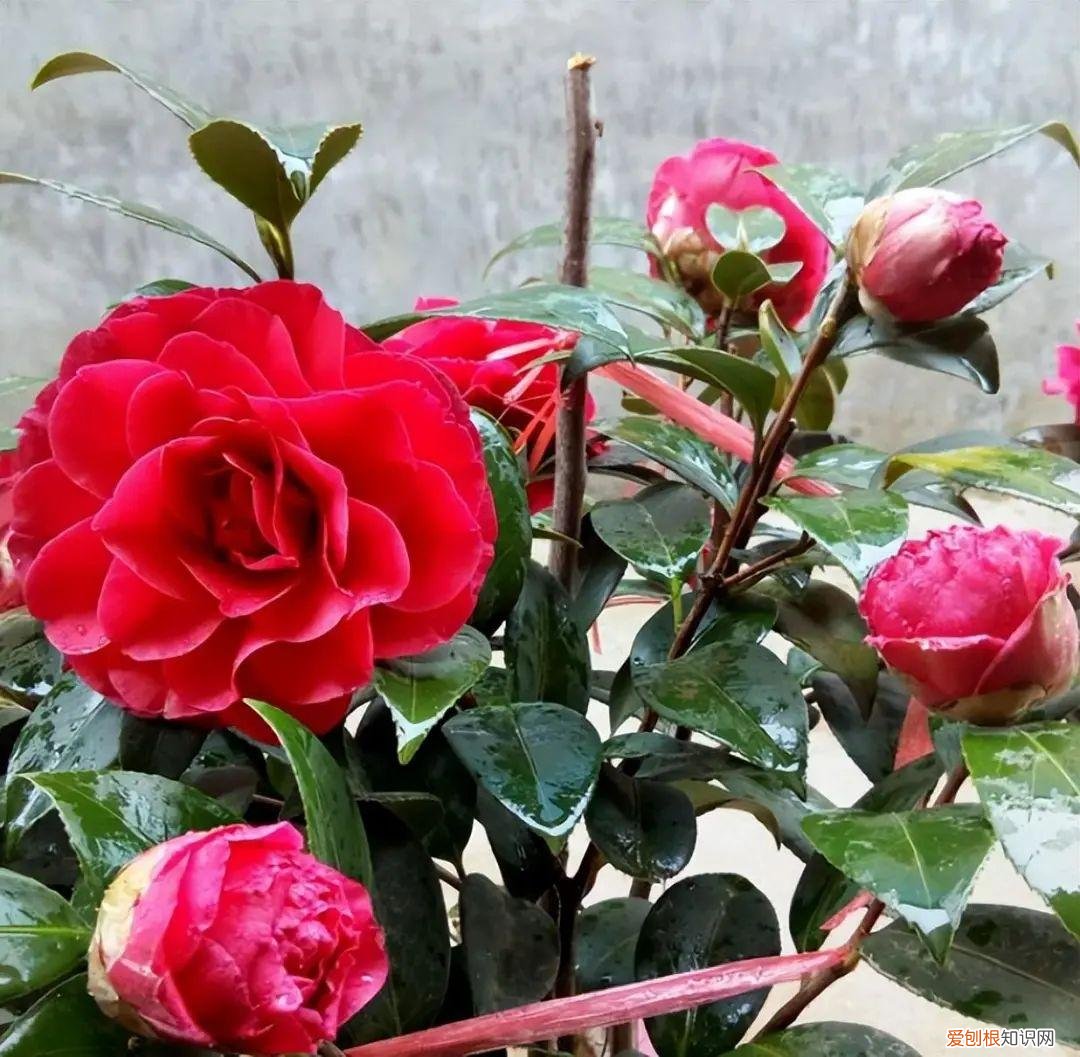 茶花一年萌芽几次，11月是茶花“花芽分化”关键期，几个小窍门，不再掉花苞