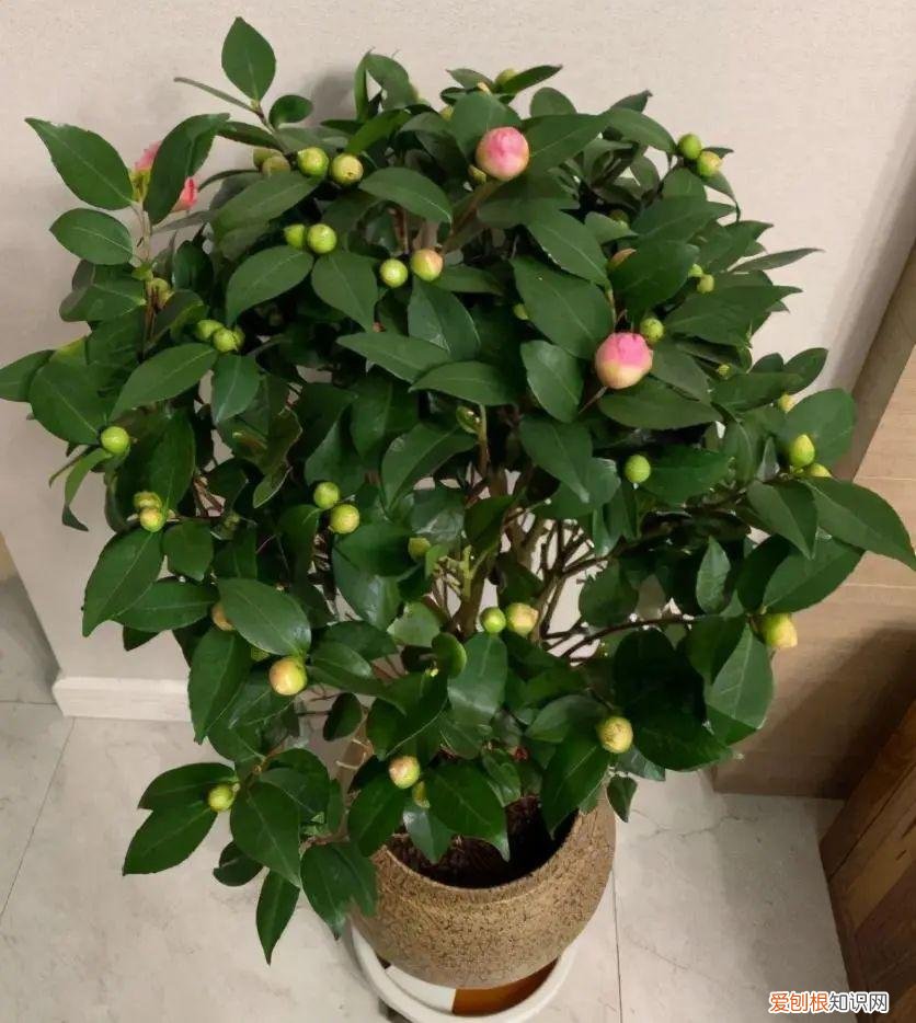 茶花一年萌芽几次，11月是茶花“花芽分化”关键期，几个小窍门，不再掉花苞