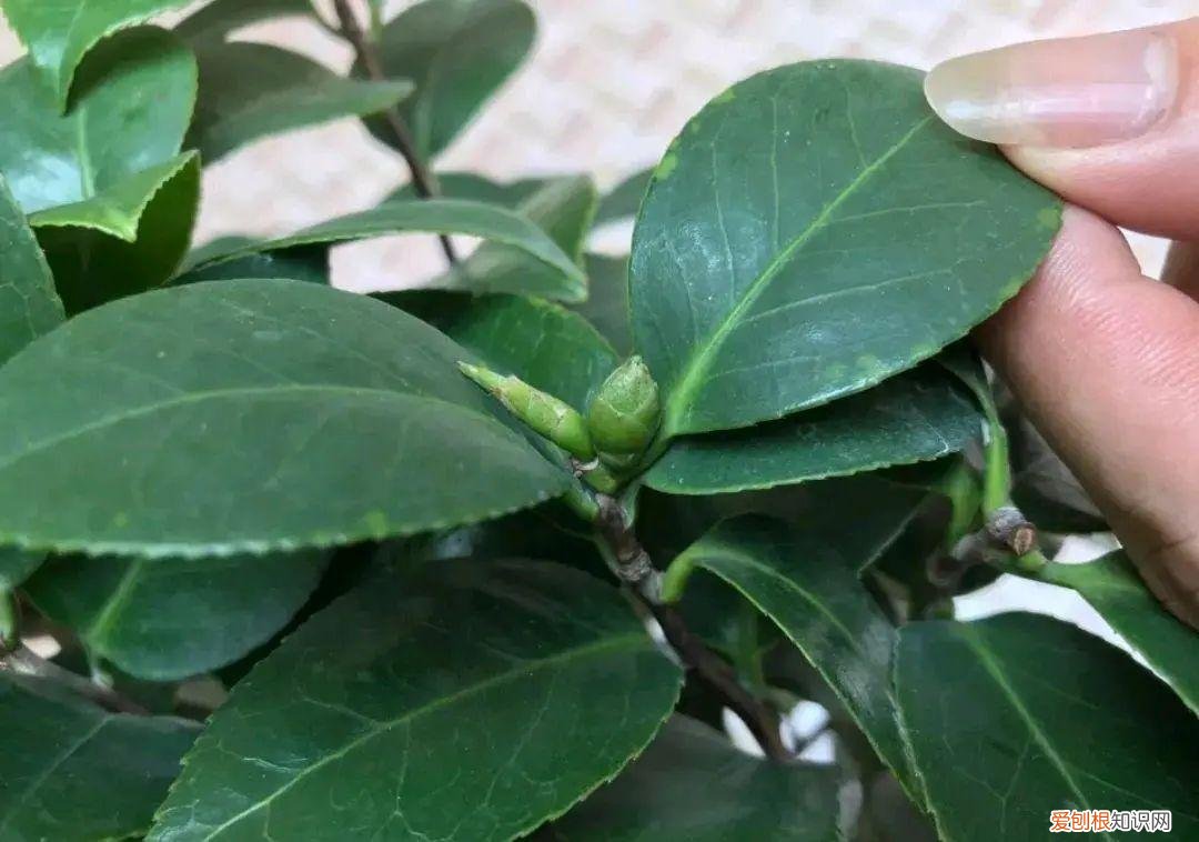 茶花一年萌芽几次，11月是茶花“花芽分化”关键期，几个小窍门，不再掉花苞