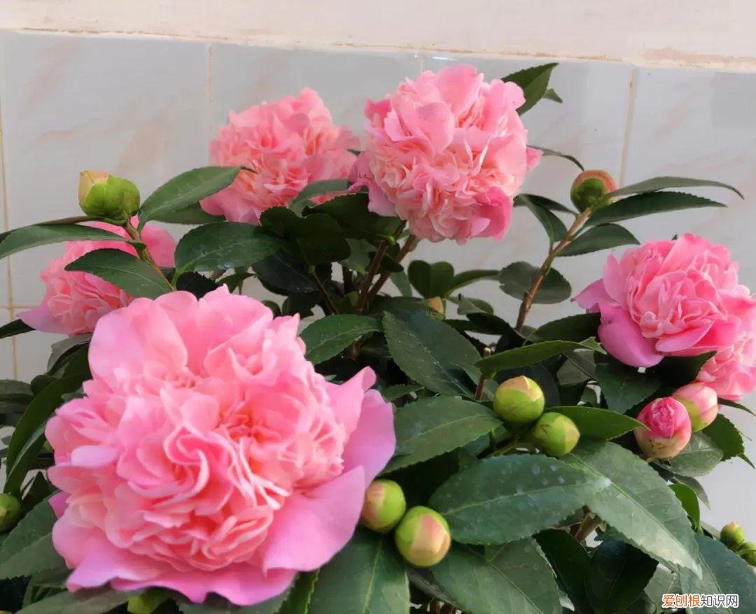 茶花一年萌芽几次，11月是茶花“花芽分化”关键期，几个小窍门，不再掉花苞