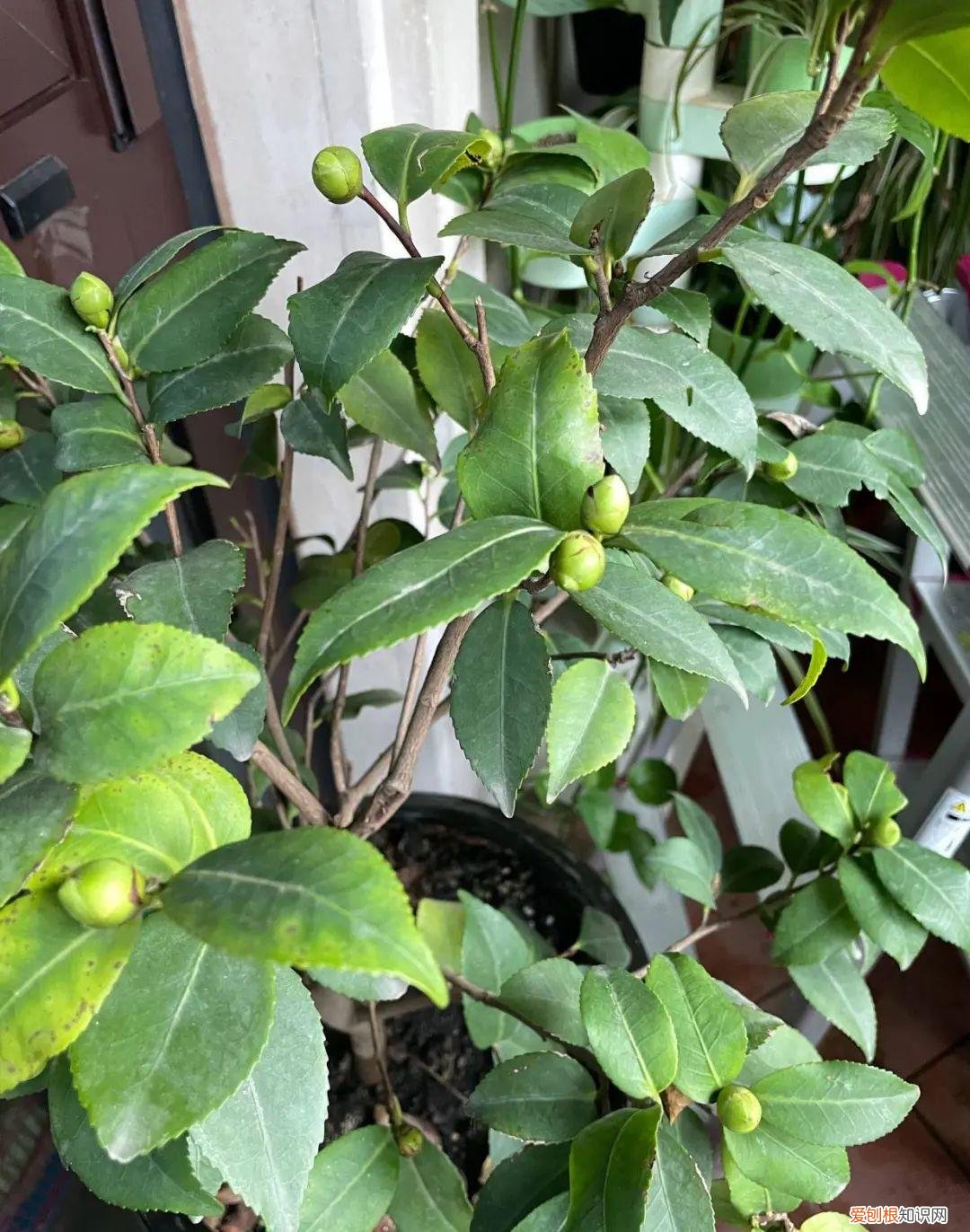 茶花一年萌芽几次，11月是茶花“花芽分化”关键期，几个小窍门，不再掉花苞