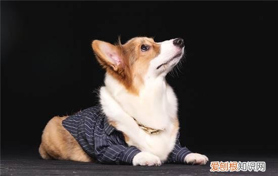 哈士奇的寿命一般多长时间 哈士奇的寿命一般是多久