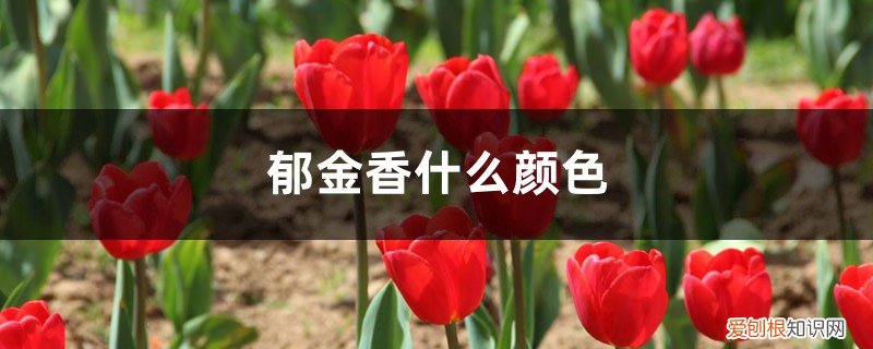 郁金香有啥颜色的 郁金香什么颜色,郁金香长什么样子