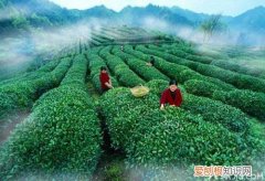 云雾茶怎么泡 云雾茶的冲泡方法