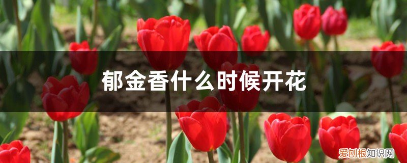 郁金香能一直开花吗 郁金香什么时候开花，郁金香不开花怎么办