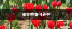 郁金香如何种植及养护 郁金香如何养护，郁金香养殖方法与技巧