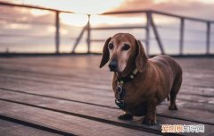 腊肠犬怎么选择品相 腊肠犬怎么选