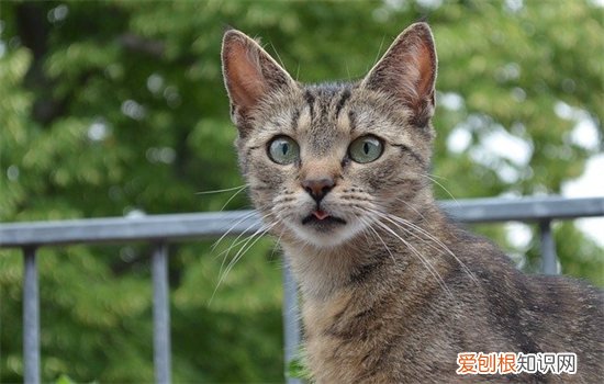 绝育对猫咪的好处 猫咪绝育的好处坏处