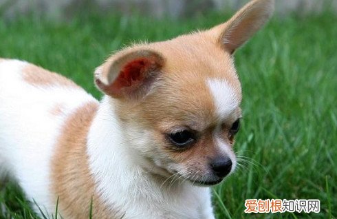吉娃娃丢了 遗弃吉娃娃原因