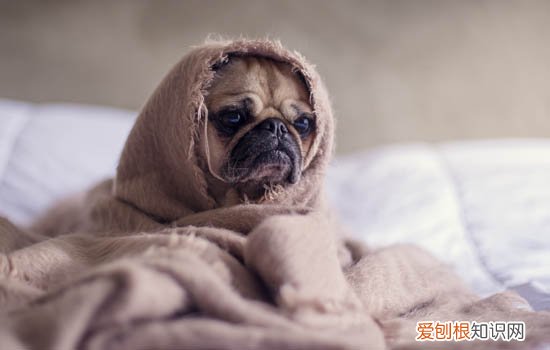 小狗的成长期变化 小狗的成长期