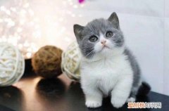 小猫用硼酸滴耳液死了 小猫用硼酸滴耳液