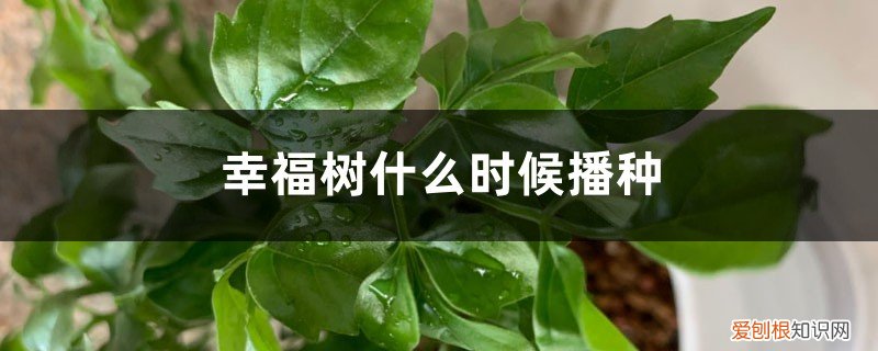 幸福树的种子几月播种 幸福树什么时候播种，幸福树种子的采收