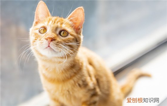 猫尾巴断了还能活吗 猫尾巴断了能自愈吗