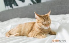 猫为什么跳到人身上 猫跳到人身上代表