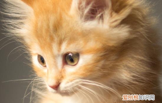 猫咪眼角发炎红肿 猫眼角发炎红肿怎么办