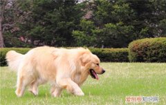 狗狗为什么会对着没人的地方叫 狗狗对着没人的地方叫怎么办
