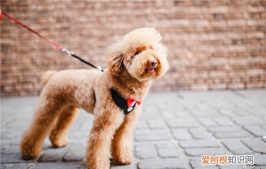 真后悔养了泰迪咬人 咬主人的泰迪别养