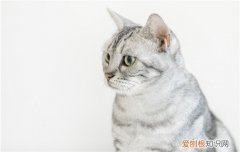 抽烟会影响猫吗 猫会抽烟吗