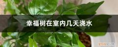 幸福树多少天浇水合适 幸福树在室内几天浇水，幸福树浇水方法
