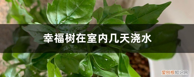 幸福树多少天浇水合适 幸福树在室内几天浇水，幸福树浇水方法