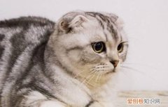 折耳猫发病是什么样子的 折耳猫发病
