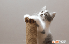 纯白色的田园猫是什么品种的 纯白色的田园猫多见吗