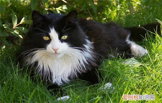 猫瞳孔放大是怎么回事