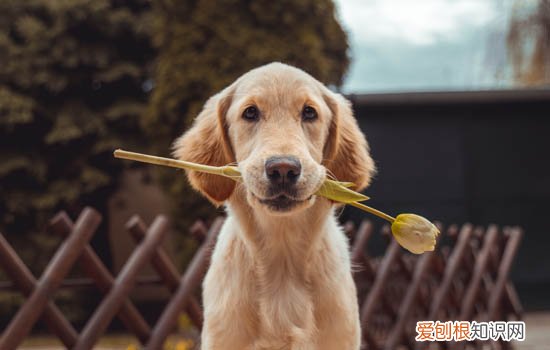 金毛认主人的表现图片 金毛认主人的表现