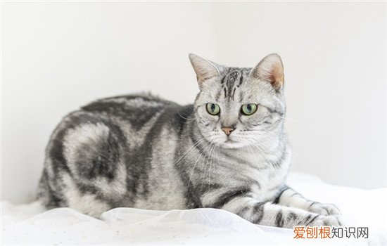 两三个月的猫好养吗 养猫养3个月大比较好