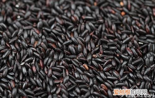 紫米和黑米的区别 很多人都不知道