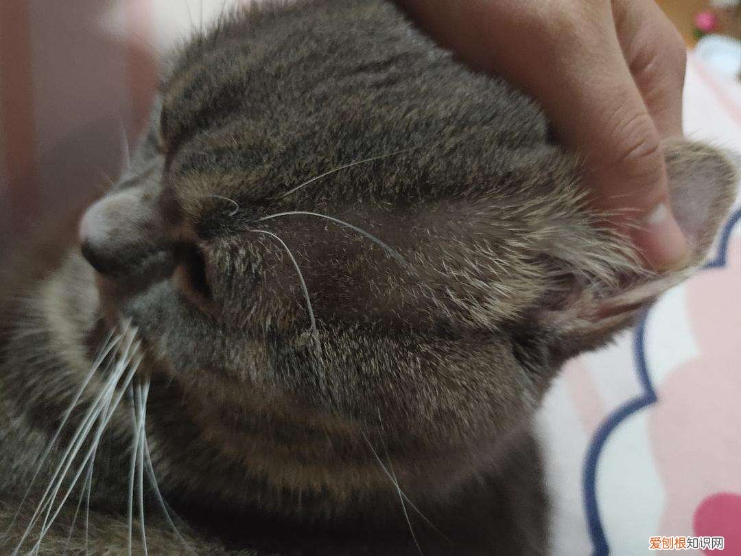 小猫耳朵毛掉了是猫癣 猫咪耳朵上长癣了毛都掉了怎么办