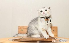 小猫多久断奶送人 小猫断奶后送人