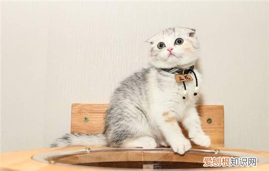 小猫多久断奶送人 小猫断奶后送人