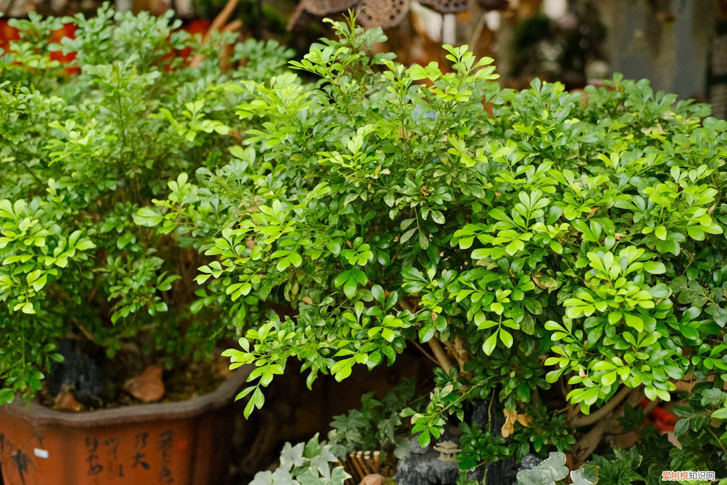 米兰什么季节移植最好 米兰怎么播种，米兰什么时候种最好