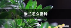 米兰什么季节移植最好 米兰怎么播种，米兰什么时候种最好