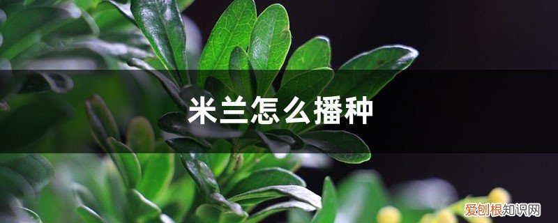 米兰什么季节移植最好 米兰怎么播种，米兰什么时候种最好
