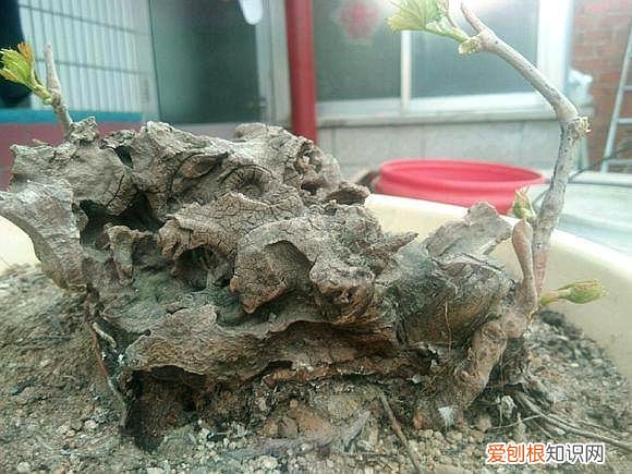 葡萄树可以种在盆里吗?，捡了一截“葡萄桩”，埋在花盆里，15天猛抽新芽，还结了小葡萄