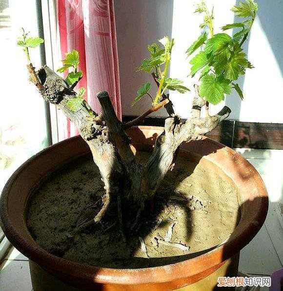 葡萄树可以种在盆里吗?，捡了一截“葡萄桩”，埋在花盆里，15天猛抽新芽，还结了小葡萄