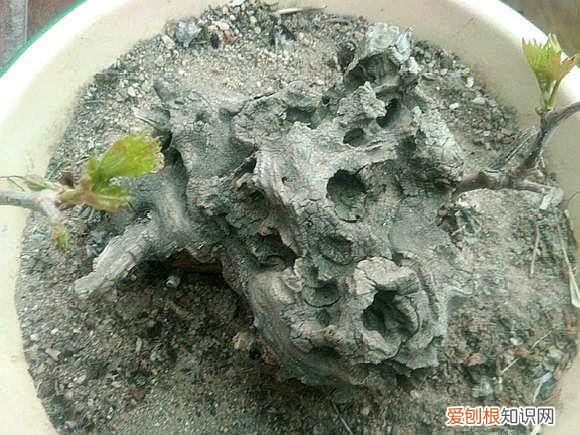 葡萄树可以种在盆里吗?，捡了一截“葡萄桩”，埋在花盆里，15天猛抽新芽，还结了小葡萄